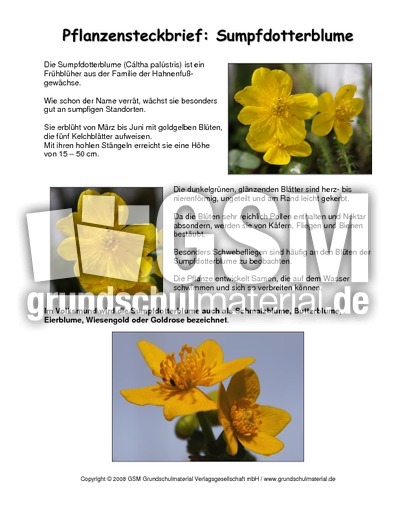 Steckbrief-Sumpfdotterblume.pdf
